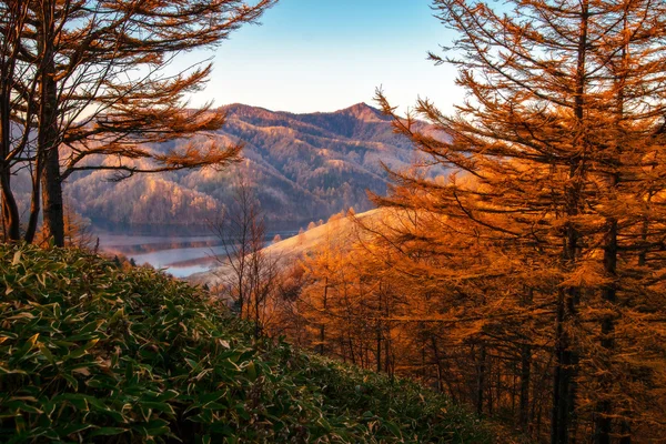 Goldener Herbst Sachalin. — Stockfoto