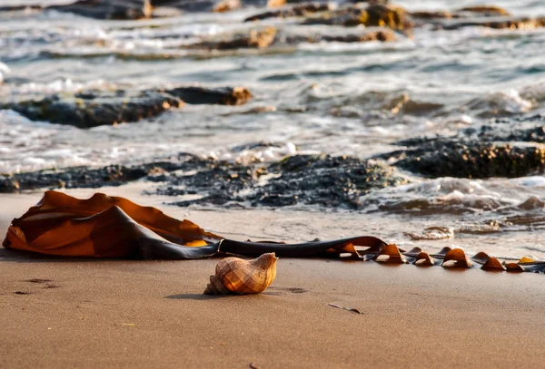 Shells on the beach. — Stock Photo, Image