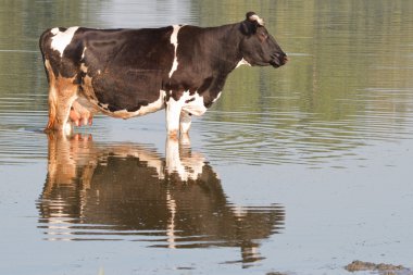 kahverengi inek ayakta su