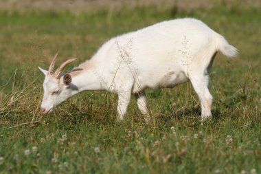 Çayırda otlatma keçi