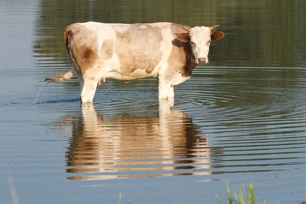 Vaca manchada está na água — Fotografia de Stock
