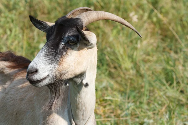 Porträt einer braunen Ziege — Stockfoto