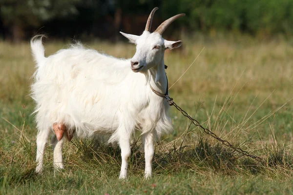 Una capra bianca — Foto Stock