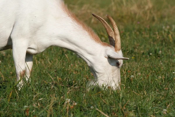 흰 염소 잔디를 먹는다 — 스톡 사진