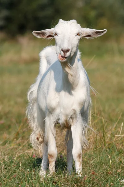 Young white goat — Stock Photo, Image