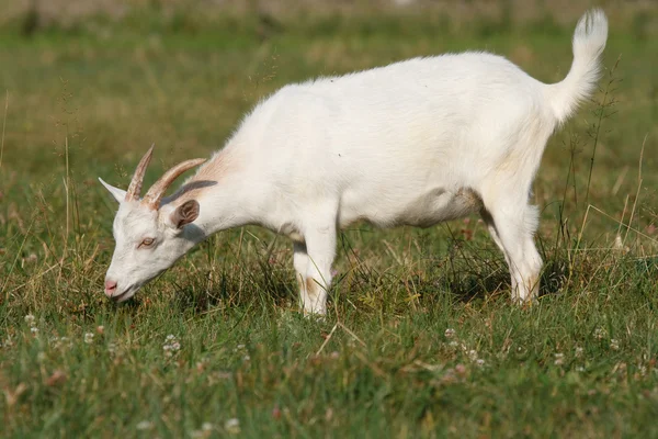 Une chèvre broutant dans la prairie — Photo