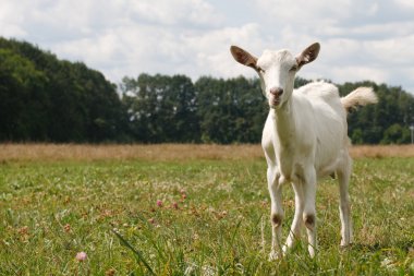 Curious white goat clipart