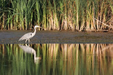 Gray heron clipart