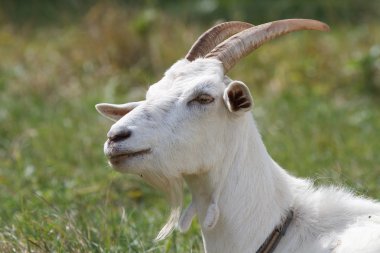 Beyaz Dişi keçi
