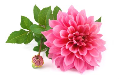 pembe dahlia beyaz zemin üzerine izole