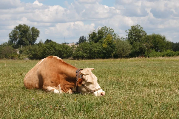 Vaca dormindo na grama — Fotografia de Stock