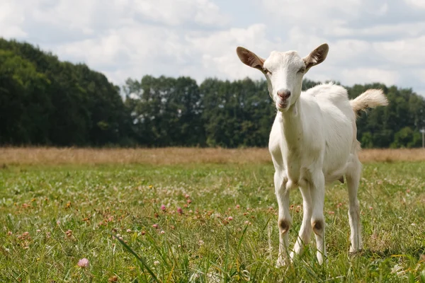 Meraklı beyaz keçi — Stok fotoğraf