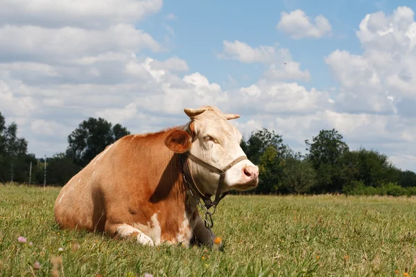 Mucca che riposa in un pascolo — Foto Stock