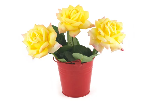 Rosas amarelas em um balde vermelho — Fotografia de Stock