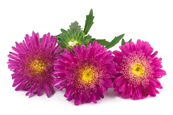 Aster rot isoliert auf weiß — Stockfoto