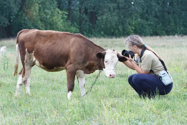 Femme caressant un petit veau vaches — Photo