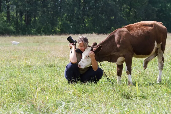 Femme photographe tapote les petites vaches de veau — Photo