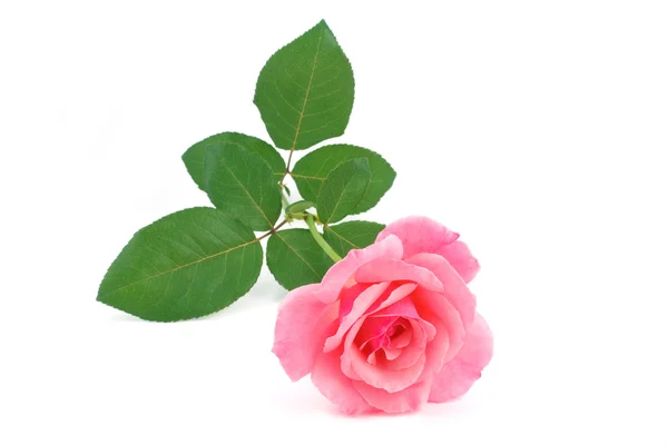 Roze roze bloem gesneden — Stockfoto