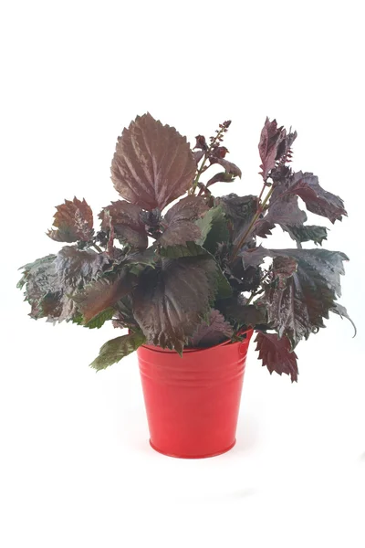 Basil red bunch in the bucket — Stock Photo, Image