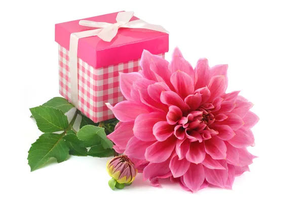 Dahlias roses et coffret cadeau isolé sur fond blanc — Photo