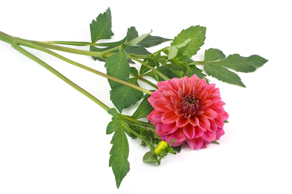 Hot pink dahlia with bud — Stock Photo, Image