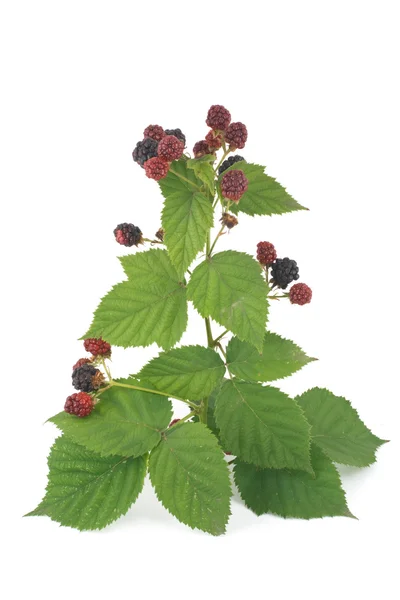 Zweig mit Brombeeren isoliert auf weiß — Stockfoto