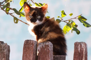 Üç renkli küçük yavru kedi çit üzerinde