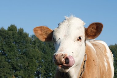 lamió la vaca