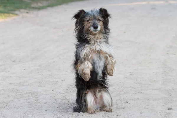 狗站在两条腿 — 图库照片
