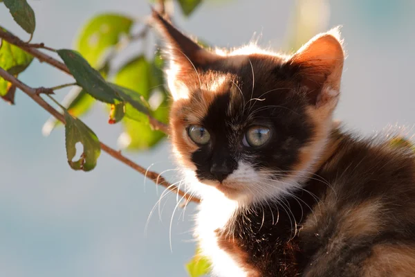 Üç renkli küçük yavru kedi — Stok fotoğraf