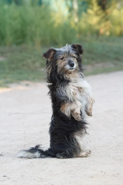 Hondje op zijn achterpoten — Stockfoto