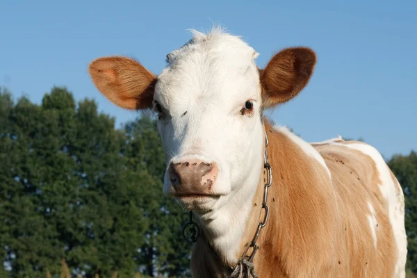 Vaca joven mira — Foto de Stock