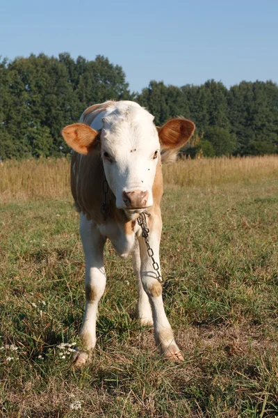 Kis borjú tehenek — Stock Fotó