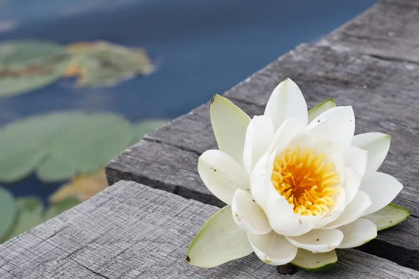 Blooming water lily on the bridge — Stock Photo, Image