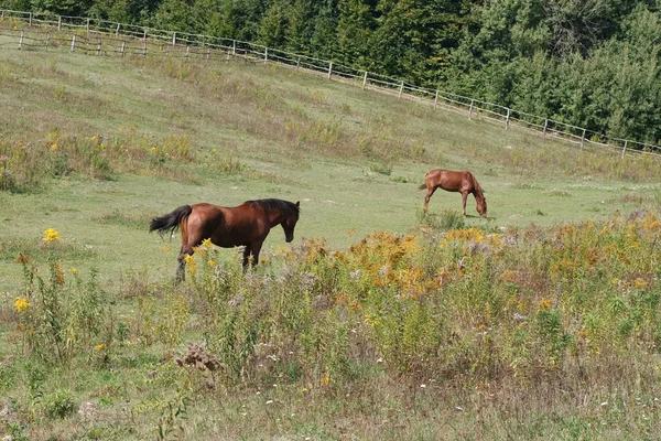 2 頭の馬は牧草地で — ストック写真