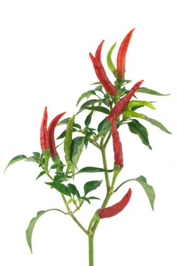 acı biber üzerine beyaz izole çeşitli