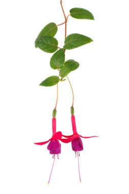 çiçek açması dal fuşya üzerinde beyaz izole