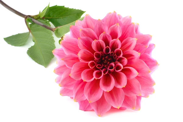 Large variety of pink dahlia — Stock Photo, Image