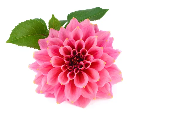 Ντάλια μεγάλο ροζ λουλούδι — Φωτογραφία Αρχείου