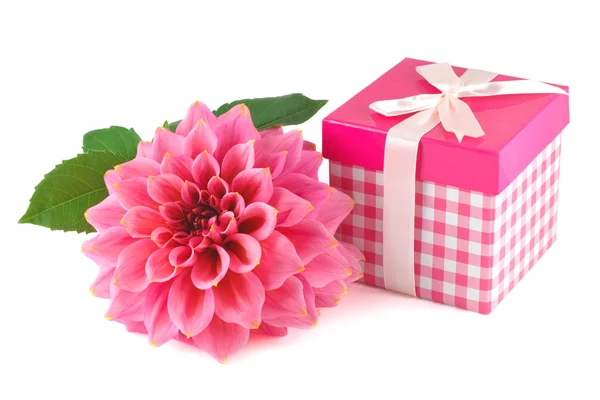 Pembe hediye kutusu ve güzel yıldız çiçeği — Stok fotoğraf