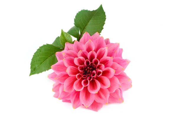 Blooming pink dahlia close up — Stock Photo, Image