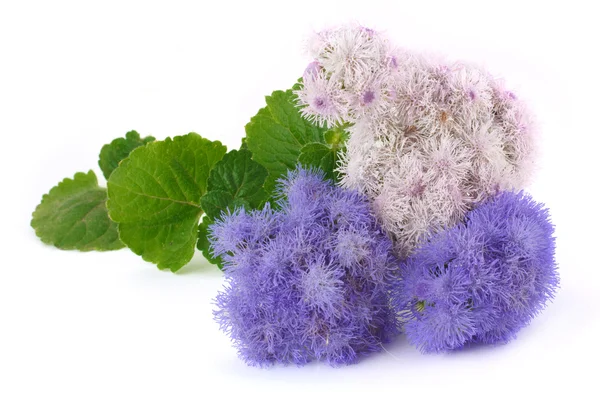 Two types ageratum isolated on white — Stock Photo, Image