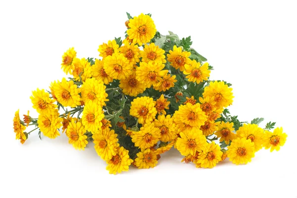 Yellow chrysanthemum bouquet isolated — Stock Photo, Image