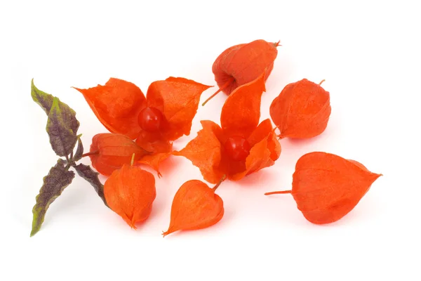 Physalis madura — Foto de Stock