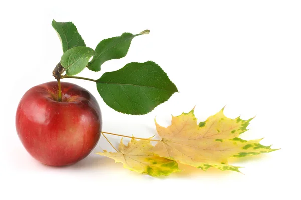 Red apple and maple leaves — Stock Photo, Image