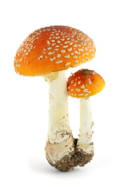 amanita üzerinde beyaz izole