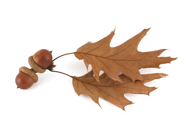 Acorn and oak leaves isolated — Stock Photo, Image