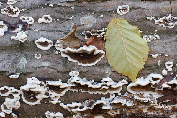 Hongos de árbol —  Fotos de Stock