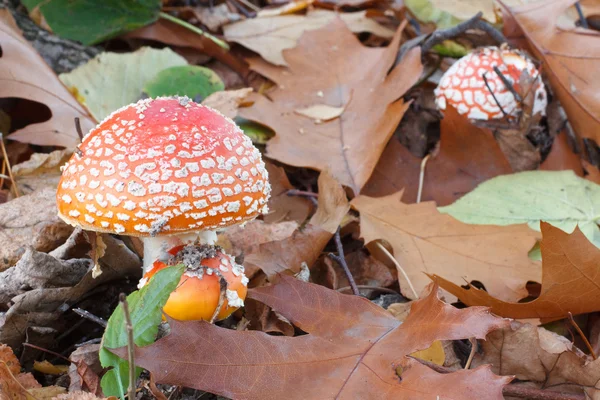 Clump of red Amanita mushrooms — Stock Photo, Image