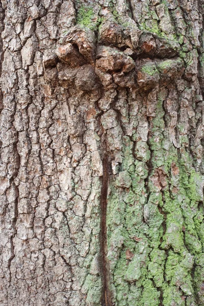 Linden bark texture — Stock Photo, Image